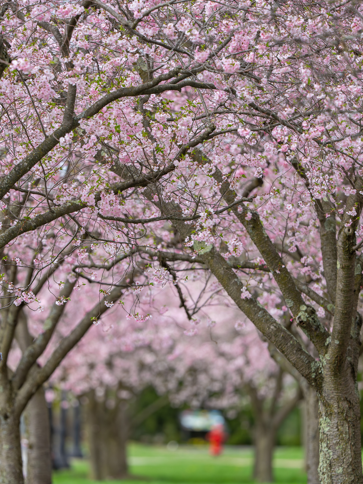 Spring in Pink